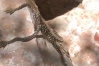 Un extraño lagarto con 