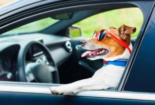 Un hombre dej&oacute; a su perro al volante y este choc&oacute; su veh&iacute;culo