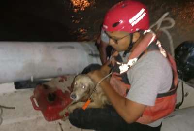 Bomberos evitan que un perro se ahogue en el r&iacute;o Guayas