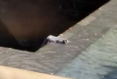 El hombre ingres&oacute; a la piscina del Memorial y salt&oacute; a la fosa central