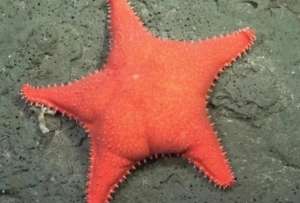 Un equipo de investigadores encontr&oacute; en el Atl&aacute;ntico Sur una estrella de mar con un parecido asombroso a Patricio Estrella, el popular personaje de Bob Esponja. 