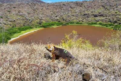 Las iguanas terrestres fueron reintroducidas en las islas Gal&aacute;pagos.