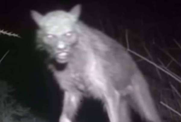 Extra&ntilde;o ser fue fotografiado en un rancho de Oaxaca, M&eacute;xico