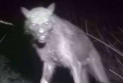 Extra&ntilde;o ser fue fotografiado en un rancho de Oaxaca, M&eacute;xico