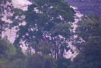 En Loja, una quebrada se desbordó por las intensas lluvias y en Morona Santiago hay alerta por el incremento del caudal del río Upano. 