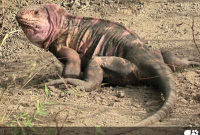 Las iguanas rosadas est&aacute; en la Lista Roja de Especies Amenazadas de la UICN. 