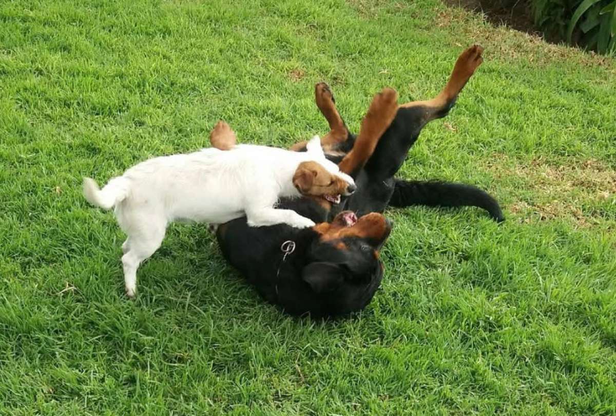 El Ej&eacute;rcito Ecuatoriano despidi&oacute; a Estrellita, la perra rescatista. 