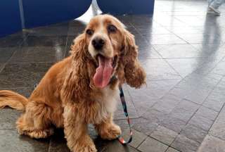 Nuevo punto para esterilizar a perros y gatos en Quito