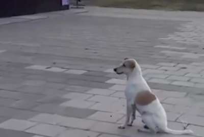 Un perrito se volvi&oacute; viral tras ser captado en un malec&oacute;n de Barranquilla disfrutando de la m&uacute;sica de la colombiana Shakira.&nbsp;