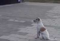 Un perrito se volvió viral tras ser captado en un malecón de Barranquilla disfrutando de la música de la colombiana Shakira. 