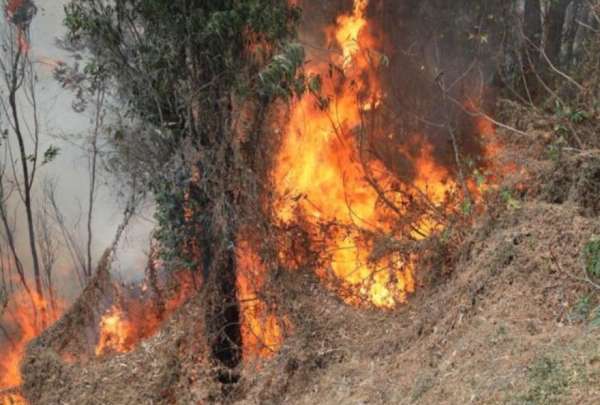 &iexcl;Detenido! supuesto pir&oacute;mano causante del incendio en Gu&aacute;pulo