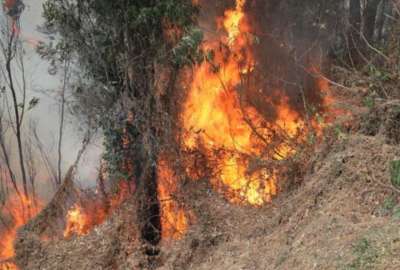 &iexcl;Detenido! supuesto pir&oacute;mano causante del incendio en Gu&aacute;pulo