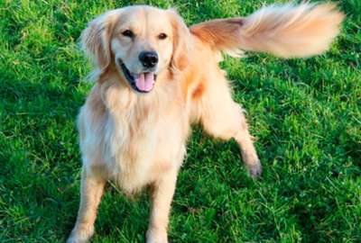 La importancia de la educaci&oacute;n y el adiestramiento de tu mascota