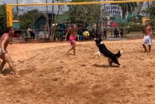 Brasil: Un perro voleibolista conquista las redes sociales