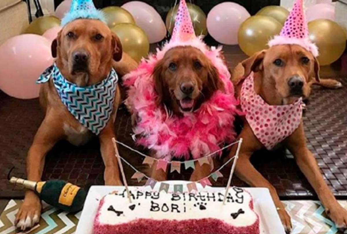 Las mascotas no deben ser humanizadas