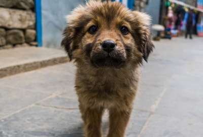 Propuesta para sacrificar a perros callejeros gener&oacute; molestias en Turqu&iacute;a.