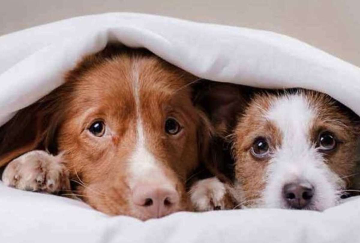 El uso de pirotecnia durante las festividades afecta la salud de los animales y est&aacute; regulado por leyes.