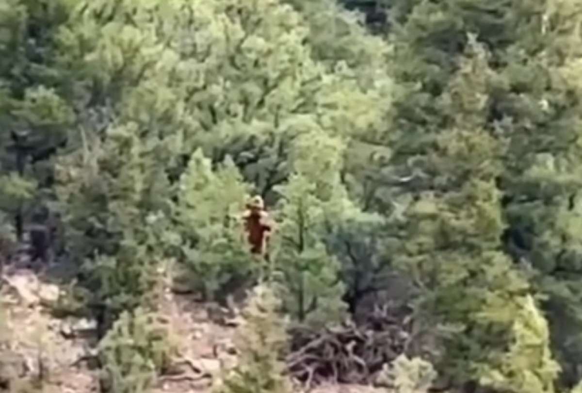 Un supuesto video de Pie Grande ha generado un nuevo debate de internautas