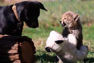 &iexcl;Unidos por la amistad! Un guepardo y un perro son grandes amigos