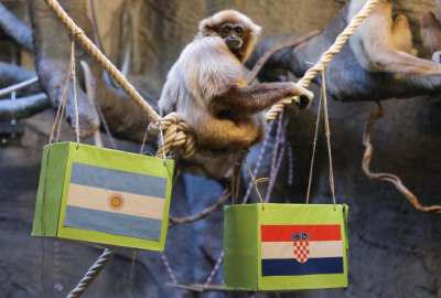Un gib&oacute;n del zoo de Zagreb predice una victoria de Croacia