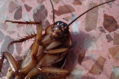 Una mujer llev&oacute; consigo una cucaracha y la puso en su plato de comida para no pagar la cuenta