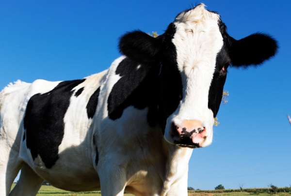 Una vaca es arrojada al fondo del Mar de China y se encontr&oacute; algo inesperado.