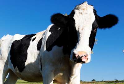 Una vaca es arrojada al fondo del Mar de China y se encontr&oacute; algo inesperado.