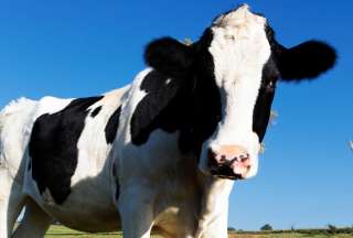 China: tiran una vaca al fondo del mar y descubren algo ins&oacute;lito