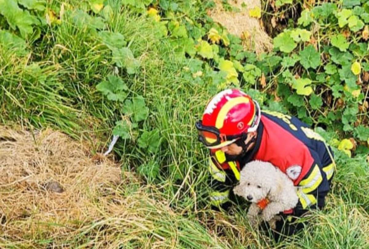 El momento en que la perrita fue rescatada por los bomberos.