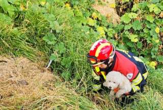 Valiente rescate: Bomberos salvan a perrita que cay&oacute; a una quebrada