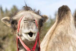 Expertos sanitarios alertan sobre una posible expansi&oacute;n de la 'gripe de los camellos'