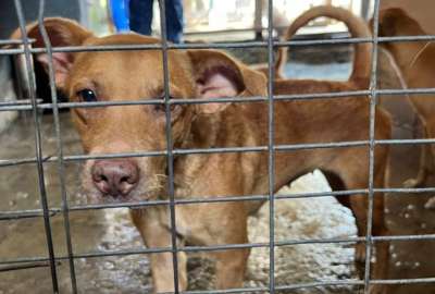 Guayaquil: Clausuran un refugio que ten&iacute;a a 132 animales en malas condiciones