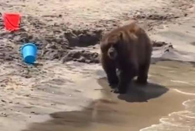 El animal se sumergi&oacute; en el agua ante el asombro de los turistas. 