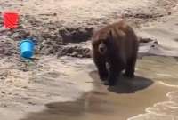 El animal se sumergi&oacute; en el agua ante el asombro de los turistas. 