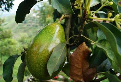 Ecuador podr&aacute; exportar aguacate a los Estados Unidos