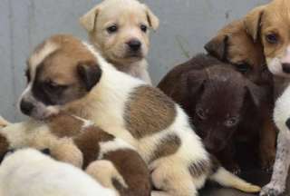 Adopta un perrito rescatado de la Penitenciar&iacute;a