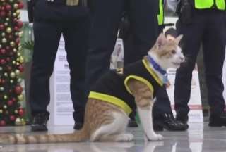 Un gato trabaja como guardia en un centro comercial de Filipinas