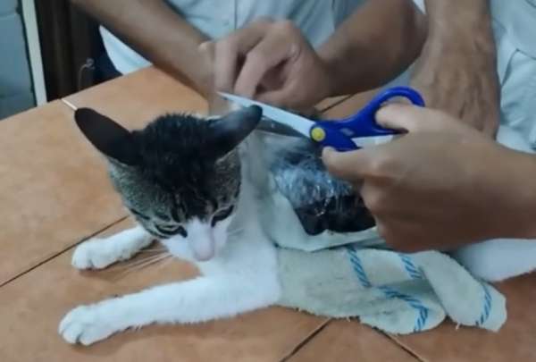 El gato transportaba 235 gramos de marihuana y 67 gramos de crack