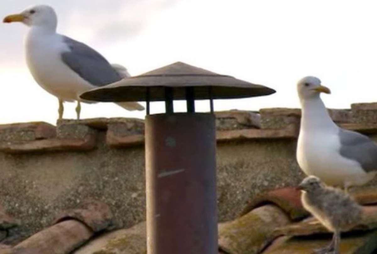 Tres gaviotas acompañan imagen del nuevo Papa
