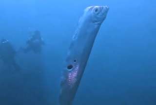 Observan a un pez remo en las aguas poco profundas de Taiw&aacute;n