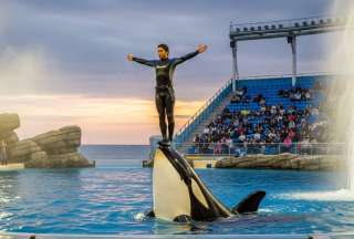 Video viral de orca atacando a entrenadora, &iquest;verdad o fake?