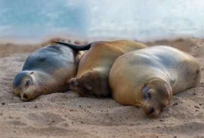 La medida busca preservar el h&aacute;bitat cr&iacute;tico de esta especie en peligro, afectado por actividades humanas.