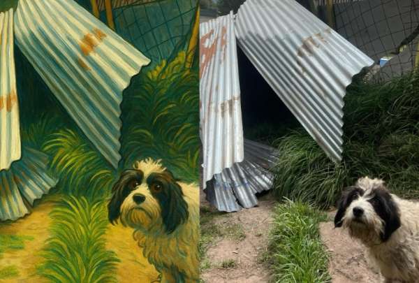 Lucky Bienestar Animal, una fundaci&oacute;n ubicada en Quito, sufri&oacute; graves da&ntilde;os por un remolino de viento que destruy&oacute; sus instalaciones. 