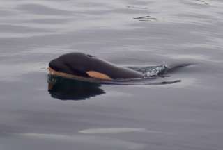 Una orca vuelve a cargar el cuerpo de su cr&iacute;a fallecida