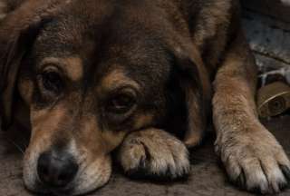 Joven podr&iacute;a recibir 10 a&ntilde;os de prisi&oacute;n por abusar sexualmente de un perro