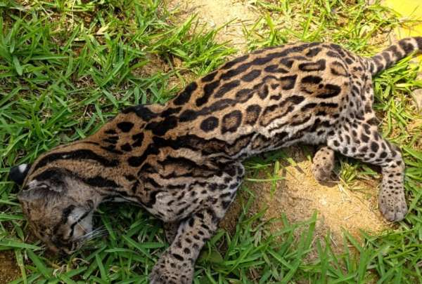 El cuerpo de un tigrillo apareci&oacute; cerca de una urbanizaci&oacute;n en la v&iacute;a a la Costa.
