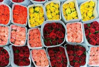 Quiport espera incremento en volumen de exportaci&oacute;n de flores hasta un 5%