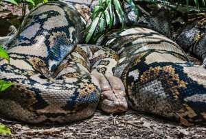 Las serpientes pit&oacute;n pueden llegar a medir m&aacute;s de seis metros de longitud. 