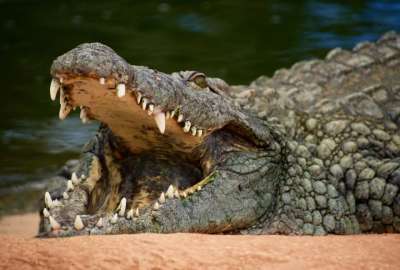 Hombre entr&oacute; a la laguna del Carpintero en M&eacute;xico para golpear a los cocodrilos