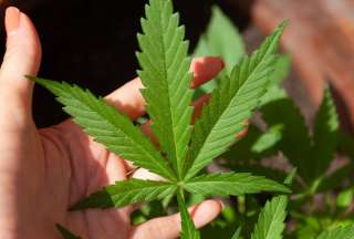 El uso recreativo de la marihuana ya es legal en Alemania